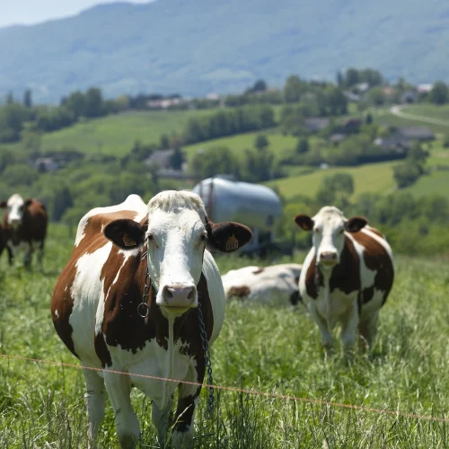 livestock-supplement